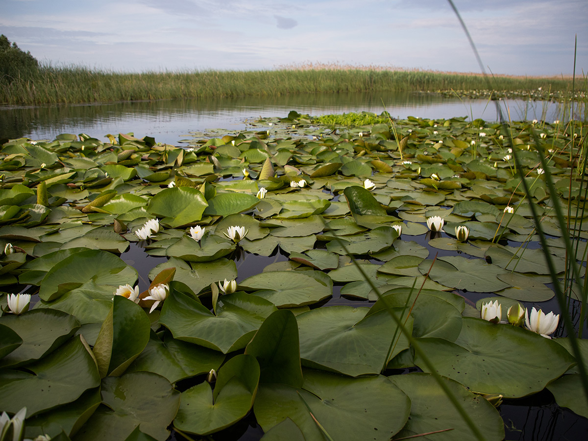 Upper Cedar Lake stocking